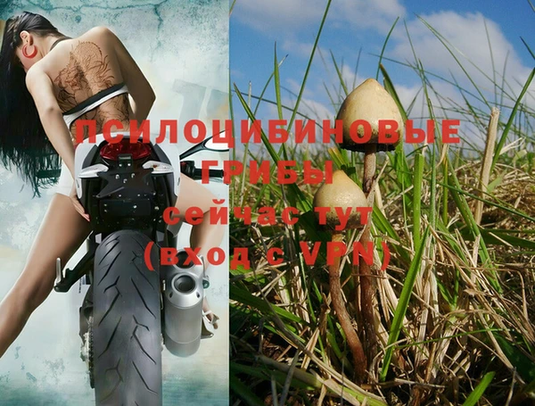 стаф Абинск