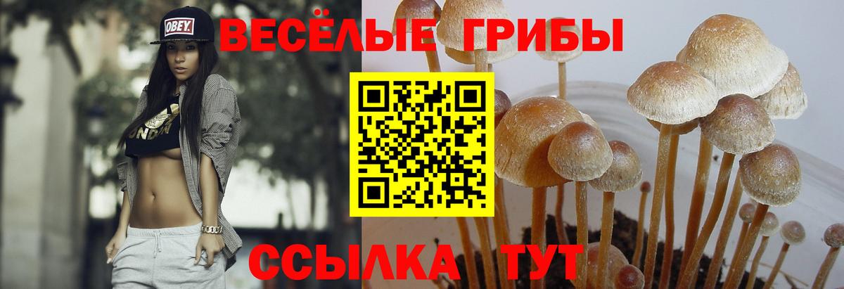 Псков  Псилоцибиновые грибы Psilocybine cubensis  дарнет шоп  Вход с VPN 